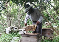 Rong ruổi theo những mùa hoa, thu vài trăm triệu mỗi năm từ "lộc trời"