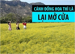 Sau 1 năm tan nát, cánh đồng hoa thì là lại hút chị em trong dịp 8/3