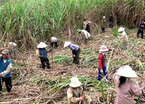 Mía tím Hoà Bình ngọt lừ nay chất đầy đường, thưa vắng người mua