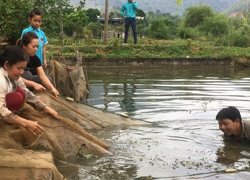 Nơi rừng không mông quạnh, lão nông nuôi cá bằng cỏ, lá...