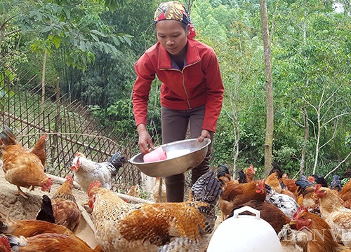 Nuôi loài gà vàng đặc sản nghìn con, cho "cuốc bộ", thu 200 triệu/năm