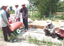 Trồng lúa thơm ngồi "rung đùi" chờ cắt lúa bán cho thương lái