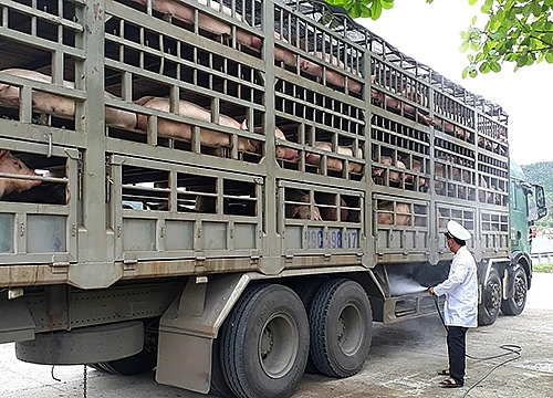 Ban Chỉ đạo 389 yêu cầu cấp bách phòng ngừa, ngăn chăn dịch tả lợn châu Phi