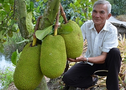 Chuyện vui miệt Tiền Giang: Trồng mít Thái, 1 cây 3 quả giá hơn 1 triệu