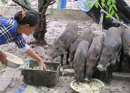 Cục trưởng Cục Chăn nuôi lý giải về Thông tư 02 không có rau, bèo, chuối...