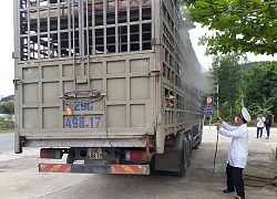 Dịch tả lợn châu Phi: Kiểm soát chặt chẽ các phương tiện vận chuyển lợn qua địa bàn Đà Nẵng