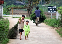 Lặn lội &#8220;hái lộc rừng&#8221;, không mất công trồng, kiếm trăm ngàn/ngày