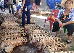 Lạng Sơn: Xuất hiện lợn chết bất thường, chưa rõ nguyên nhân