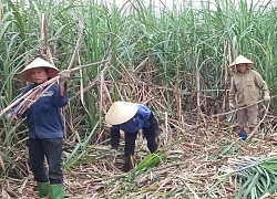 Sức lan tỏa từ việc học và làm theo Bác ở huyện Thạch Thành