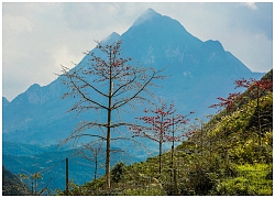 Tháng 3, hoa gạo nhuộm đỏ Hà Giang