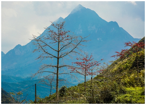 Tháng 3, hoa gạo nhuộm đỏ Hà Giang