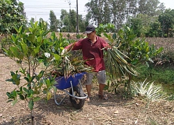 Tiền Giang: Nỗi lo nông dân phá khóm trồng mít Thái tràn lan