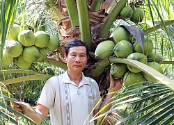 Trồng lúa thu bèo bọt, chuyển trồng dừa xiêm xanh, bán cháy hàng