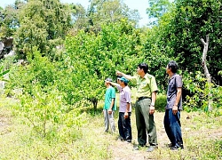 Cấp bách phòng chống cháy rừng ở ĐBSCL