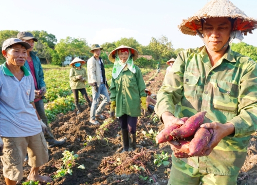 Gia Lai: Chỉ đạo xử lý bảo kê dưa và giải cứu khoai lang giúp dân