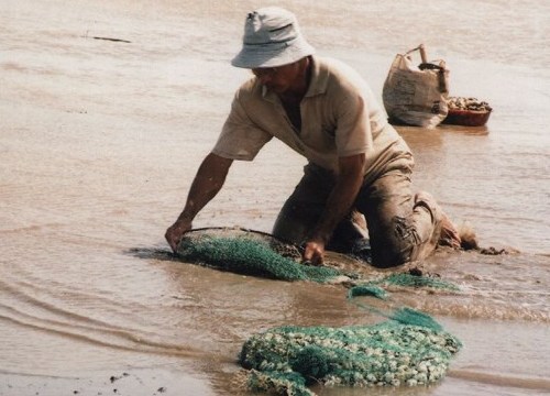 Hơn 100 tấn nghêu ở Bến Tre bị chết do độ mặn cao