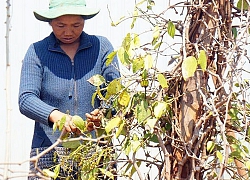 Hơn 30.000 ha cây trồng ở Tây Nguyên có nguy cơ thiếu nước tưới