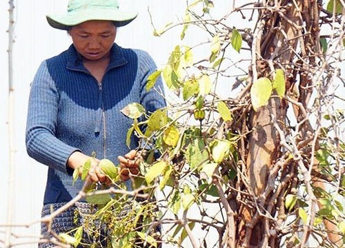 Hơn 30.000 ha cây trồng ở Tây Nguyên có nguy cơ thiếu nước tưới