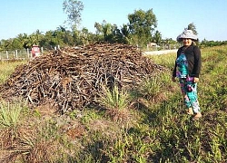 Long An: Nông dân mỏi mắt chờ nhà máy đường &#8220;giải cứu&#8221; mía