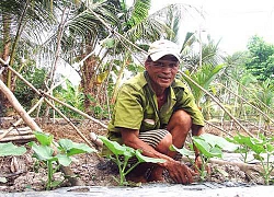 Nuôi cá, trồng cây ăn quả trên đất lúa, xung đột lợi ích