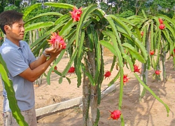 Bộ Nông nghiệp Mỹ khen quả thanh long, cơ hội cho trái rồng xanh