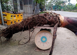 Cận cảnh khóm khoai môn 'siêu khủng' nặng gần 1 tạ sau hơn 2 năm trồng