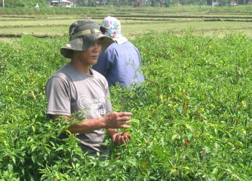 Chung thủy với cây ớt bất kể bão giá, nay vui sướng vì giá nhảy vọt