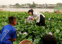 Hoa lục bình chiên bột ăn ngon và giòn