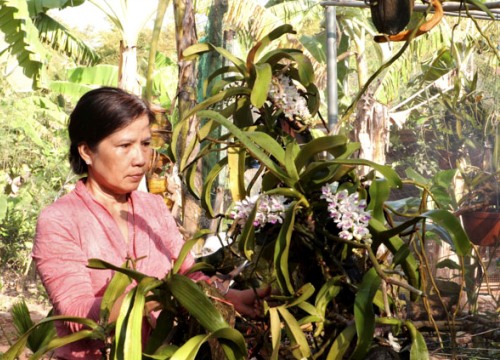 Làm giàu khác người: Biến đất rẫy thành vườn lan bạc tỷ