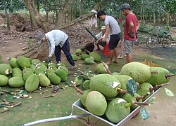 Sầu riêng, mít Thái, thanh long rủ nhau tăng giá: Chưa kịp mừng đã thấp thỏm âu lo