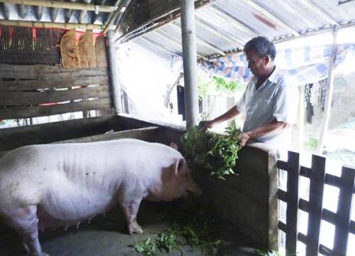 Thông tư 02 liên quan "bèo, chuối" sẽ được điều chỉnh đối tượng áp dụng