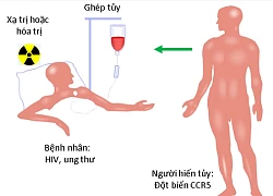 Thụ thể CCR5 và sự lây nhiễm HIV