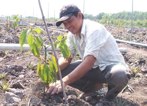 Đổ xô trồng mít Thái như bị "lên đồng", bất chấp hệ lụy