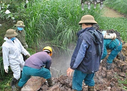 Dịch tả lợn châu Phi lan ra 10/10 huyện, Hưng Yên chỉnh phòng dịch