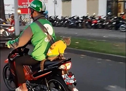 Góc cute: Đi làm vất vả nhưng anh Grab còn mang theo 'boss', bị khóa tài khoản lại đáp trả cực đáng yêu