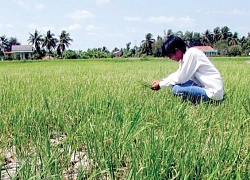 Miền Tây căng mình chống hạn, mặn