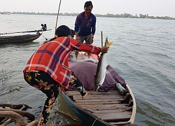 Những buổi chiều bình yên... lạ lùng của người miền Tây