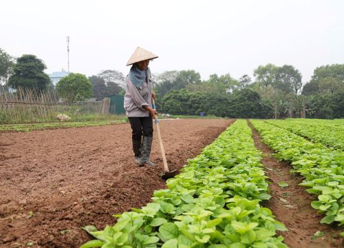 Trồng rau kiểu "phó giáo sư", dân ở đây thu 500 triệu/ha/năm