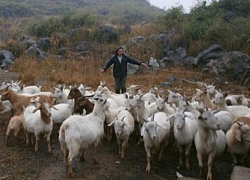 Chán thành thị, đôi vợ chồng về quê nuôi dê mà thành triệu phú