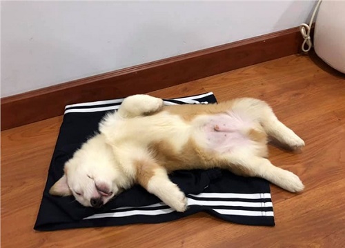 Chú cún ngủ ngửa và trào lưu đăng ảnh dìm hàng các boss từ nết ăn nết ở -  Netizen - Việt Giải Trí