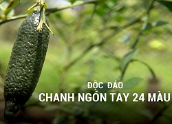 Độc đáo chanh ngón tay 24 màu ở miền Tây