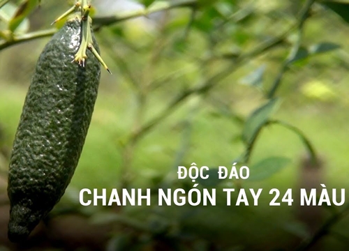 Độc đáo chanh ngón tay 24 màu ở miền Tây