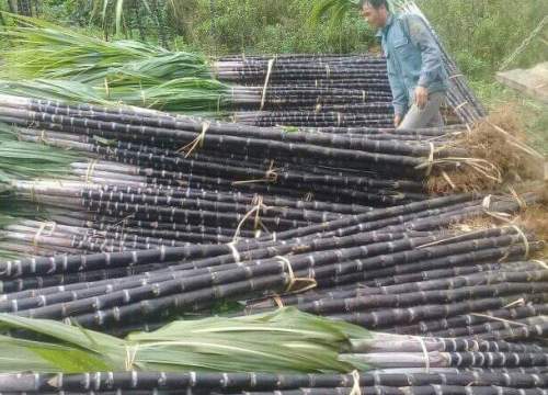 Hòa Bình: 3.100ha mía tím trong tay thương lái, nhiều mía để làm gì?