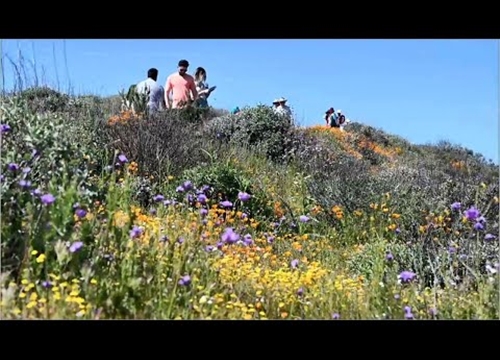 Mùa Hoa Nở Ở Bang California, Mỹ