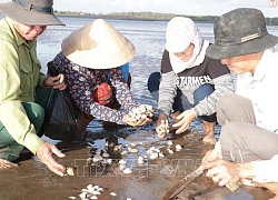 Nguyên nhân nghêu chết bất thường tại Bến Tre là do sốc nhiệt