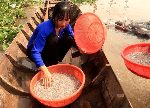 Ra sông Cái kéo Cá Cơm về Kho Cà Chua món ngon lạ miệng