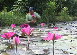 Bông súng "trồng chơi, ăn thiệt"