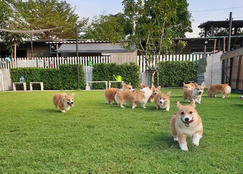 Cà phê chó corgi ở Bangkok