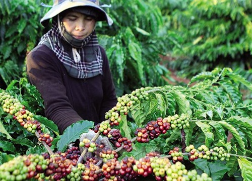 Giao dịch hàng hóa tuần từ 25 29/3/2019: Nóng đàm phán thương mại Mỹ - Trung