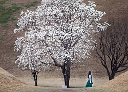 Hoa mộc lan nở rộ ở Seoul, đẹp không kém hoa anh đào